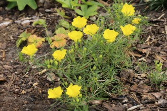 Oenothera hartwegii, evening primrose, flowering, flower, Ellerstadt, Germany