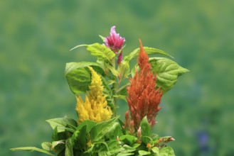 Cockscomb (Celosia argentea), feather bush, flowering, Germany