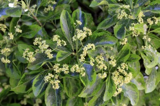 Euonymus japonicus (Euonymus japonicus), flowering, Germany