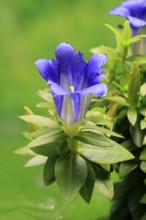Koch's gentian (Gentiana acaulis), flowering, Germany