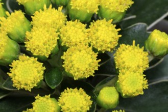 Gold-and-silver chrysanthemum (Chrysanthemum pacificum), flowering, Germany