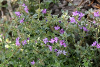 Thymus praecox (Thymus praecox), flowering, shrub, Germany