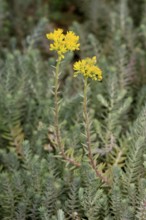 Rock stonecrop (Petrosedum rupestre), flowering, sedum, Germany
