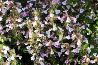 Edel-Gamander (Teucrium chamaedrys), flowering, Germany