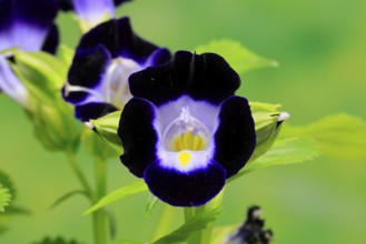 Fournier's torenia (Torenia fournieri), flowering, Germany