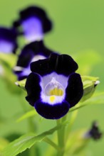 Fournier's torenia (Torenia fournieri), flowering, Germany