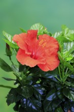 Chinese hibiscus (Hibiscus rosa-sinensis), flowering, Germany