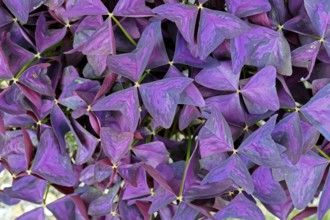 Purple Sorrel (Oxalis triangularis), leaves, Germany