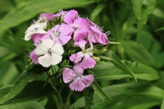 Bearded carnation (Dianthus barbatus), flowering, Germany
