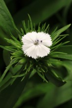 Bearded carnation (Dianthus barbatus), flowering, Germany