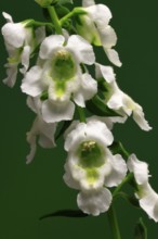 Angelonia (Angelonia angustifolia), flowering, Germany