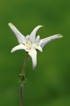 Alpine edelweiss (Leontopodium alpinum), Leontopodium nivale subsp. alpinum), flowering, Germany