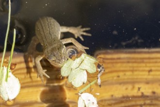 Smooth or Common newt (Lissotriton vulgaris) adult amphibian in a pond, England, United Kingdom