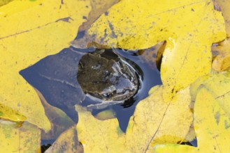 Common frog (Rana temporaria) adult amphibian in a garden pond amongst fallen autumn leaves,