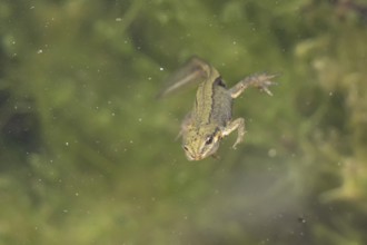 Smooth or Common newt (Lissotriton vulgaris) adult amphibian swimming in a pond, England, United