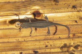 Smooth or Common newt (Lissotriton vulgaris) adult amphibian coming up to breath air from the water