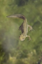 Smooth or Common newt (Lissotriton vulgaris) adult amphibian swimming in a pond, England, United