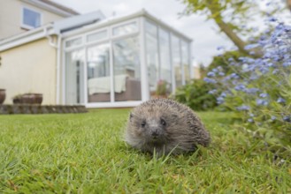 European hedgehog (Erinaceus europaeus) adult animal on a garden grass lawn with an urban house in