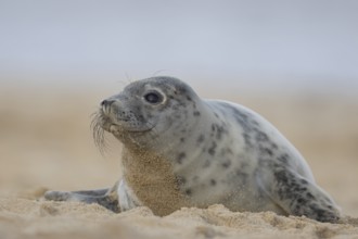 Grey seal (Halichoerus grypus) adult animal resting on a beach, Norfolk, England, United Kingdom