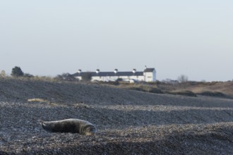 Grey seal (Halichoerus grypus) adult animal resting on a beach with cottages in the background,