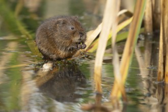 Water vole (Arvicola amphibius) adult animal feeding on pond weed in a lake, England, United