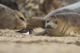 Grey seal (Halichoerus grypus) adult animal on a beach watching a Turnstone bird, Norfolk, England,
