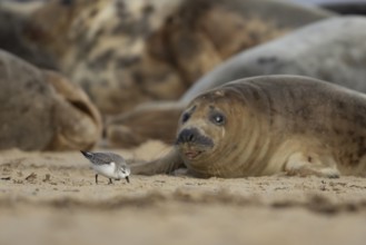 Grey seal (Halichoerus grypus) adult animal on a beach watching a Sanderling wading bird feeding,