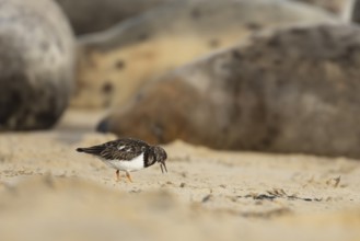Grey seal (Halichoerus grypus) adult animal sleeping on a beach as a Turnstone bird feeds closeby,