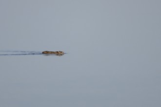 Brown rat (Rattus norvegicus) adult animal swimming on the water surface of a lake, England, United