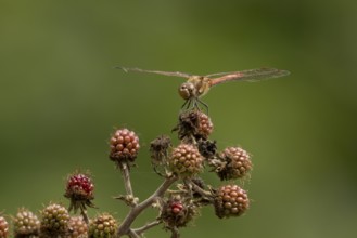 Common darter dragonfly (Sympetrum striolatum) adult insect resting on a blackberries in summer,