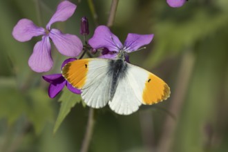 Orange tip butterfly (Anthocharis cardamines) adult male insect feeding on purple Honesty garden