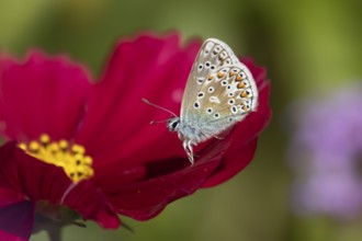 Common blue butterfly (Polyommatus icarus) adult insect on a Cosmos garden flower in summer,