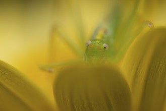 Oak bush cricket (Meconema thalassinum) adult insect resting on a yellow garden flower, England,