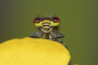 Large red damselfly (Pyrrhosoma nymphula) adult insect resting on a Kingcup yellow flower in a