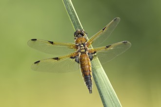 Four spotted chaser dragonfly (Libellula quadrimaculata) adult insect resting on a reed plant stem,