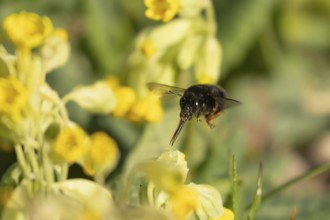 Ashy mining bee (Andrena cineraria) adult insect flying towards a Cowslip flower in spring,