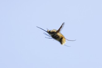 Bee fly (Bombylius major) adult insect flying against a blue sky, England, United Kingdom