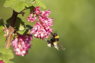 White tailed bumblebee (Bombus lucorum) adult bee insect feeding on Ribes King Edward VII flowering