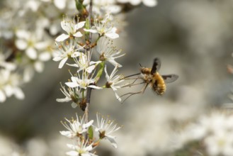 Bee fly (Bombylius major) adult insect feeding on Blackthorn tree blossom in spring, England,