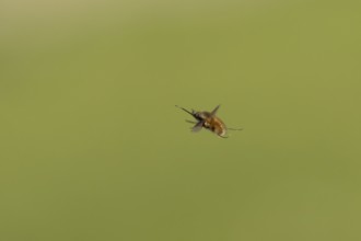 Bee fly (Bombylius major) adult insect flying, England, United Kingdom