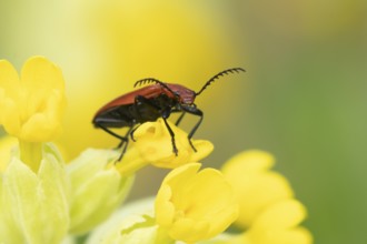 Common red soldier beetle (Rhagonycha fulva) adult insect on a Cowslip flower in spring, England,