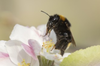 Buff tailed bumblebee (Bombus terrestris) adult bee insect feeding on apple tree blossom in spring,