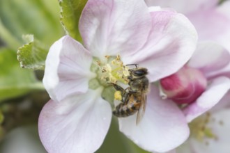 Honey bee (Apis mellifera) adult insect feeding on apple tree blossom in spring, England, United