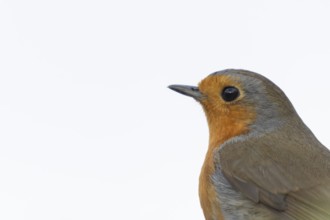 European robin (Erithacus rubecula) adult garden bird head portrait, England, United Kingdom