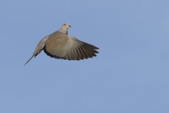 Collared dove (Streptopelia decaocto) adult bird in flight, England, United Kingdom