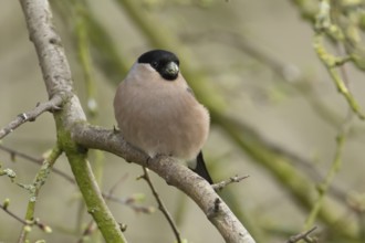 Eurasian bullfinch (Pyrrhula pyrrhula) adult female bird on a tree branch, England, United Kingdom