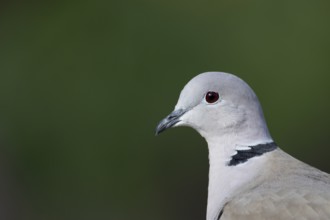 Collared dove (Streptopelia decaocto) adult bird head portrait, England, United Kingdom