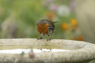 European robin (Erithacus rubecula) adult bird on a garden bird bath, England, United Kingdom