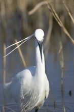Little egret (Egretta garzetta) adult bird head portrait, England, United Kingdom