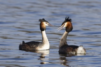 Great crested grebe (Podiceps cristatus) two adult birds on water of a lake performing their